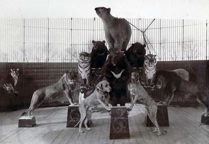 . ILL. 69. GROUP OF ANIMALS TRAINED BY RICHARD SAWADE C 1900 ILL. 70. POSTER SHOWING RICHARD SAWADE AND HIS GROUP OF MIXED ANIMALS C 1902 ILL. 71. CIRCUS PERFORMANCE, FROM SKETCHBOOK MM T 288-13 1929